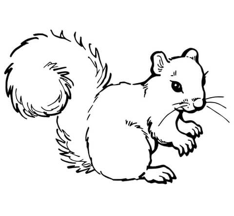 Grey Squirrel Coloring Page